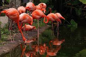Flamingo Gardens General Admission