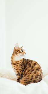 Cute Cat Wallpaper Iphone Collection