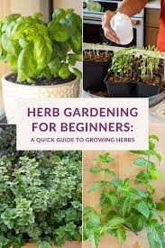 Herb Gardening For Beginners Guide To
