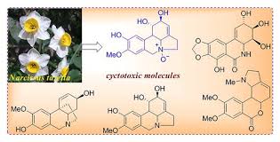Full Article Pseudolycorine N Oxide A