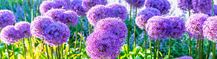 How To Plant Alliums Planting Care