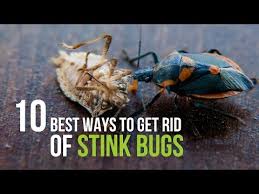 10 Best Ways To Get Rid Of Stink Bugs