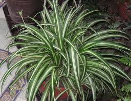 Chlorophytum Comosum Wikipedia