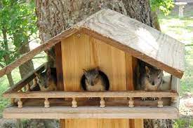 Free Plans Build A Squirrel House