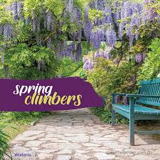 Spring Flowering Climbing Plants
