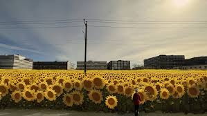 A Field Of 10 000 Sunflowers Is Coming