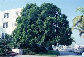 Shade Plants