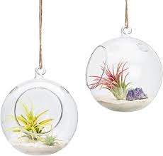 Hanging Glass Planter Round Air Plant