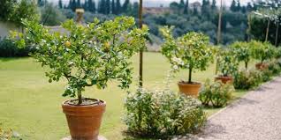 Indoor Lemon Tree Care How To Grow A