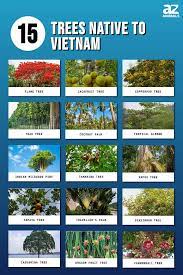 15 Incredible Trees Native To Vietnam