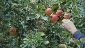 Apple Tree Stock Footage