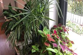Indoor Garden For Spring