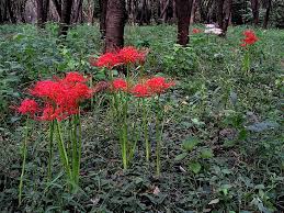 Lycoris Plant Wikipedia