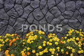 Marigolds During Flowering In A Garden