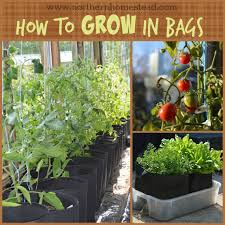 How To Grow In Grow Bags Northern