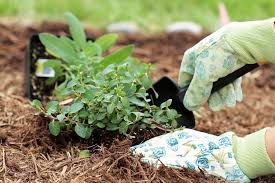 Garden Mulch In Utah