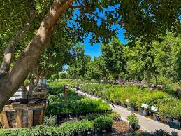 Tree Care Guides From Moon Valley Nurseries