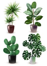 Indoor Plants Png Vectors