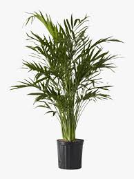 22 Pet Friendly Plants That Are Safe