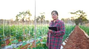 Vegetable Garden Stock Footage