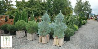 Planting Maintaining Trees Shrubs