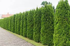 Privacy Trees For Your Yard In Minnesota