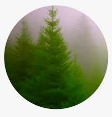 Forest Beautiful Green Circle Icon