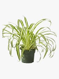 22 Pet Friendly Plants That Are Safe