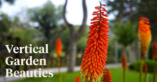 10 Tall Flowers That Will Boost The