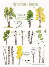 Watercolor Birch Tree Clipart Aspen