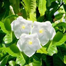 Hawaiian Gardenia Flower Essence