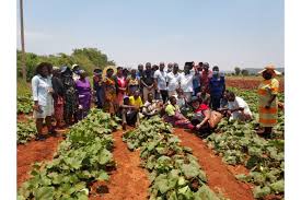 Livelihood Collaborations In Zimbabwe