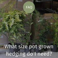 What Size Pot Grown Hedging Plant Do I