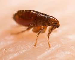 Fleas Springtails And Fungus Gnats