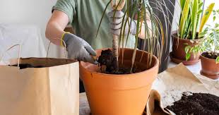 Potting Soil Mix For Dracaena Plants