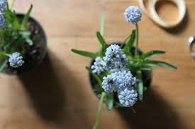 Diy The Ultimate Disguise Gardenista
