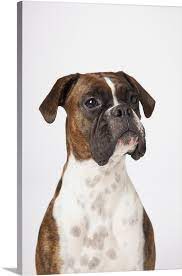 Big Canvas Portrait Of Boxer Dog