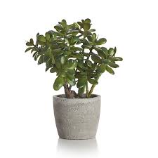 Potted Artificial Faux Jade Plant
