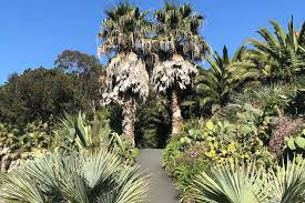 Ventnor Botanic Gardens Palm Trees