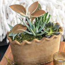 Scalloped Succulent Garden Succulents