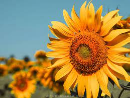 How To Visit Georgia S Sunflower Fields