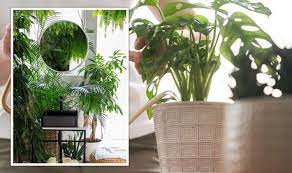 Mirror Allows Indoor Plants