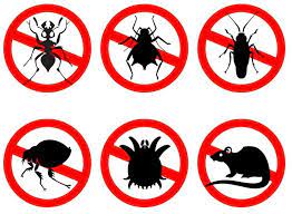 The Top 10 Household Pests That Can