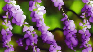 Wisteria Drawing Stock Footage