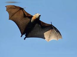 Long Fingered Bat Species Discovered