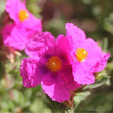 Top 10 Drought Tolerant Plants Tates