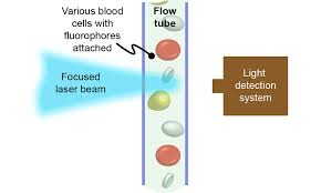 how flow cytometry lasers count your