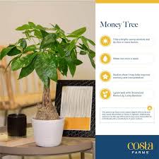 Pachira Money Tree Indoor Plant