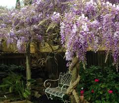 Purple Chinese Wisteria