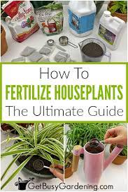 How To Fertilize Houseplants The